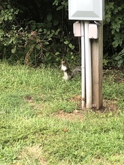 Sciurus carolinensis