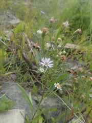 Symphyotrichum anticostense