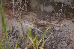 Tropidurus etheridgei