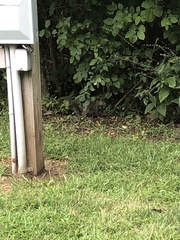 Sciurus carolinensis