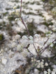 Seseli dichotomum