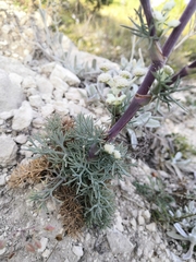 Seseli dichotomum