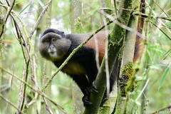 Cercopithecus mitis kandti
