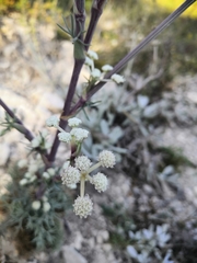 Seseli dichotomum
