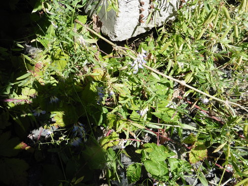 Image of Vicia biennis by no rights reserved