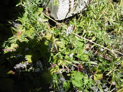 Vicia biennis