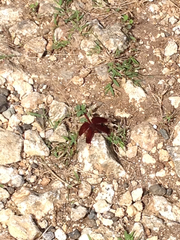 Neurothemis ramburii