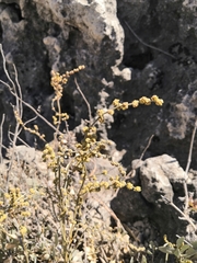 Atriplex verrucifera
