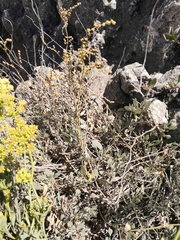 Atriplex verrucifera