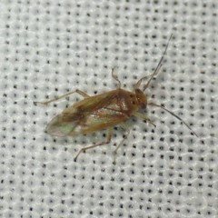 Tropidosteptes pacificus