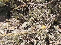 Atriplex verrucifera