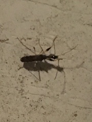 Myodocha serripes