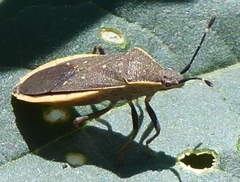 Catorhintha texana