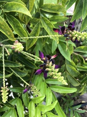 Wisterieae