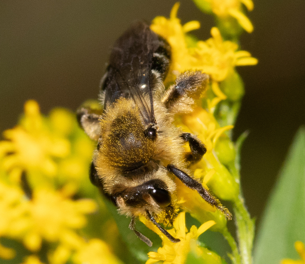 Aster Mining Bee