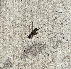 Parancistrocerus minimoferus