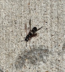 Parancistrocerus minimoferus