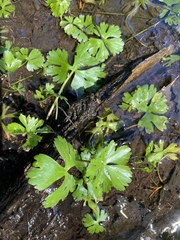 Ranunculus gmelinii