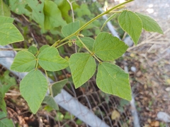 Phaseoleae