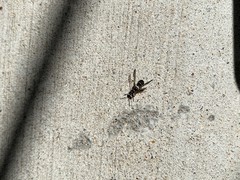 Parancistrocerus minimoferus
