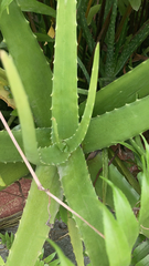 Aloe vera