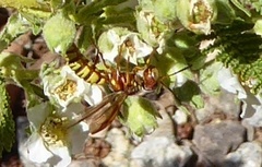 Eucerceris canaliculata