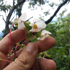 Begonia biserrata