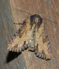 Apamea vultuosa