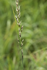 Ustilago perennans