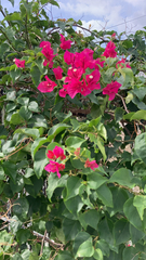 Bougainvillea