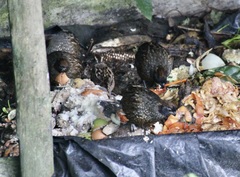 Odontophorus atrifrons