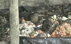 Odontophorus atrifrons