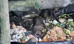 Odontophorus atrifrons