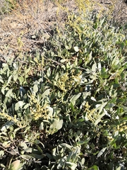 Atriplex verrucifera