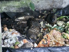 Odontophorus atrifrons