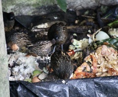 Odontophorus atrifrons