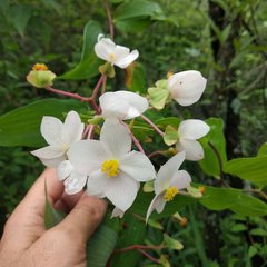 Begonia biserrata