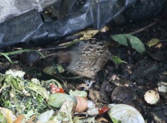 Odontophorus atrifrons