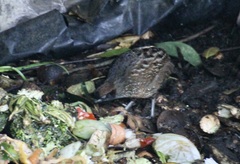 Odontophorus atrifrons