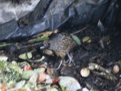 Odontophorus atrifrons