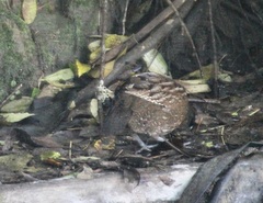 Odontophorus atrifrons