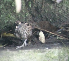 Odontophorus atrifrons