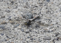 Phanogomphus borealis