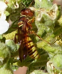 Eucerceris canaliculata