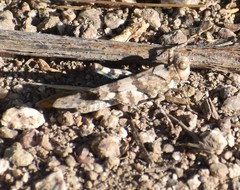 Trimerotropis pseudofasciata