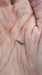 Macrogastra plicatula