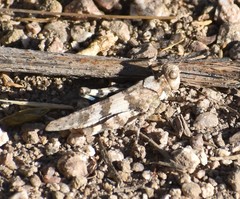 Trimerotropis pseudofasciata