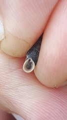 Macrogastra plicatula