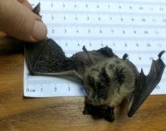 Myotis leibii