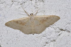 Idaea rubraria